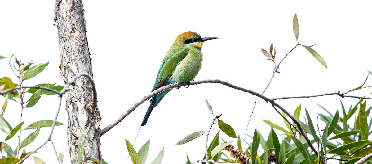 Rainbow Bee-eater - ML618308422