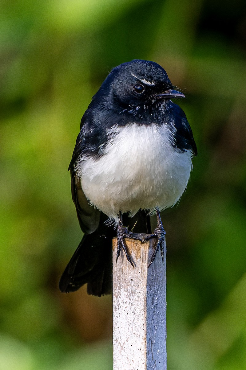 Willie-wagtail - Rodney Falconer