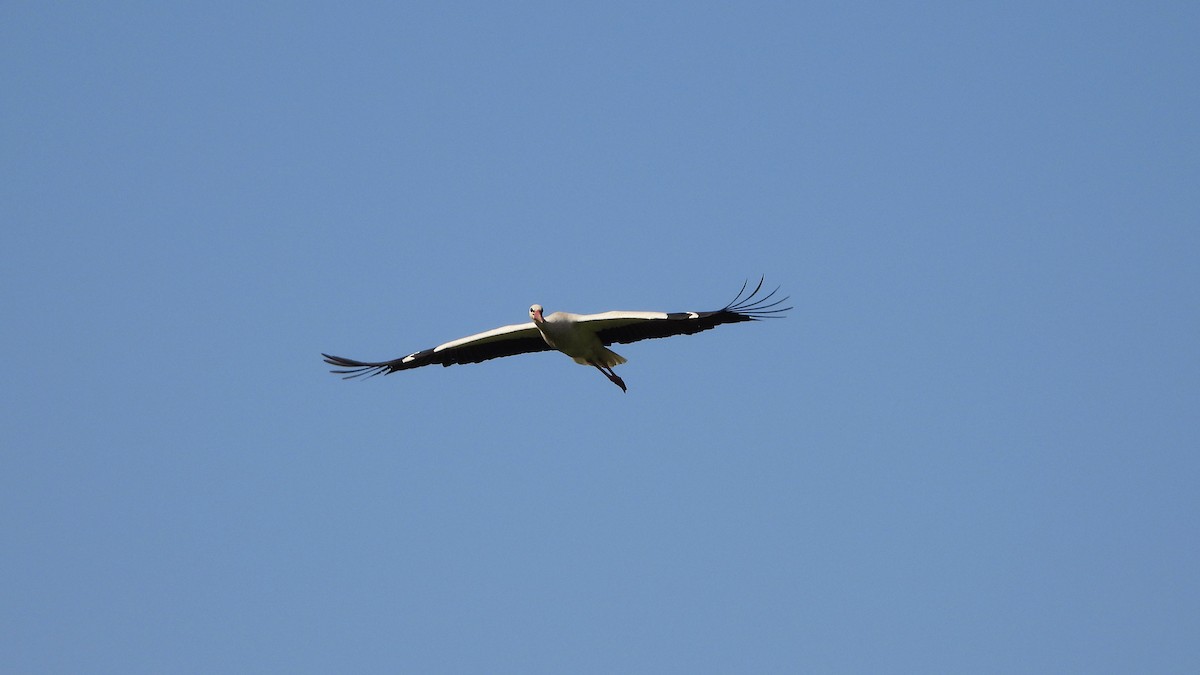 White Stork - ML618308440