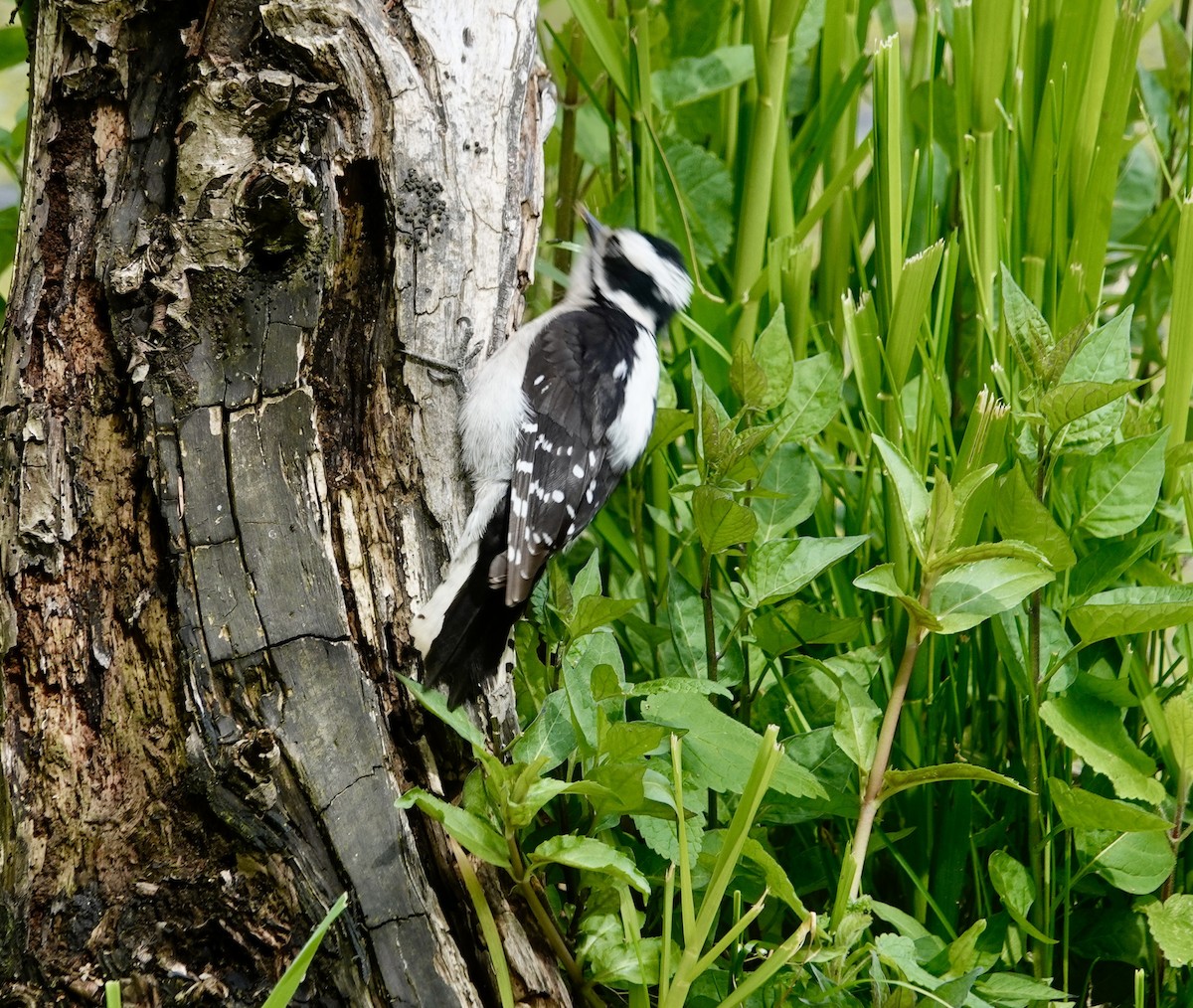 Downy Woodpecker (Pacific) - ML618308489