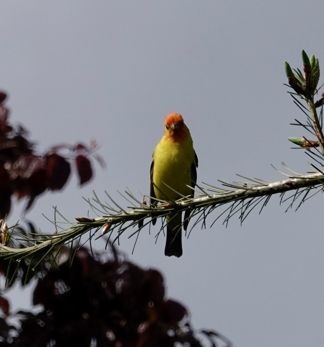 Western Tanager - ML618308505