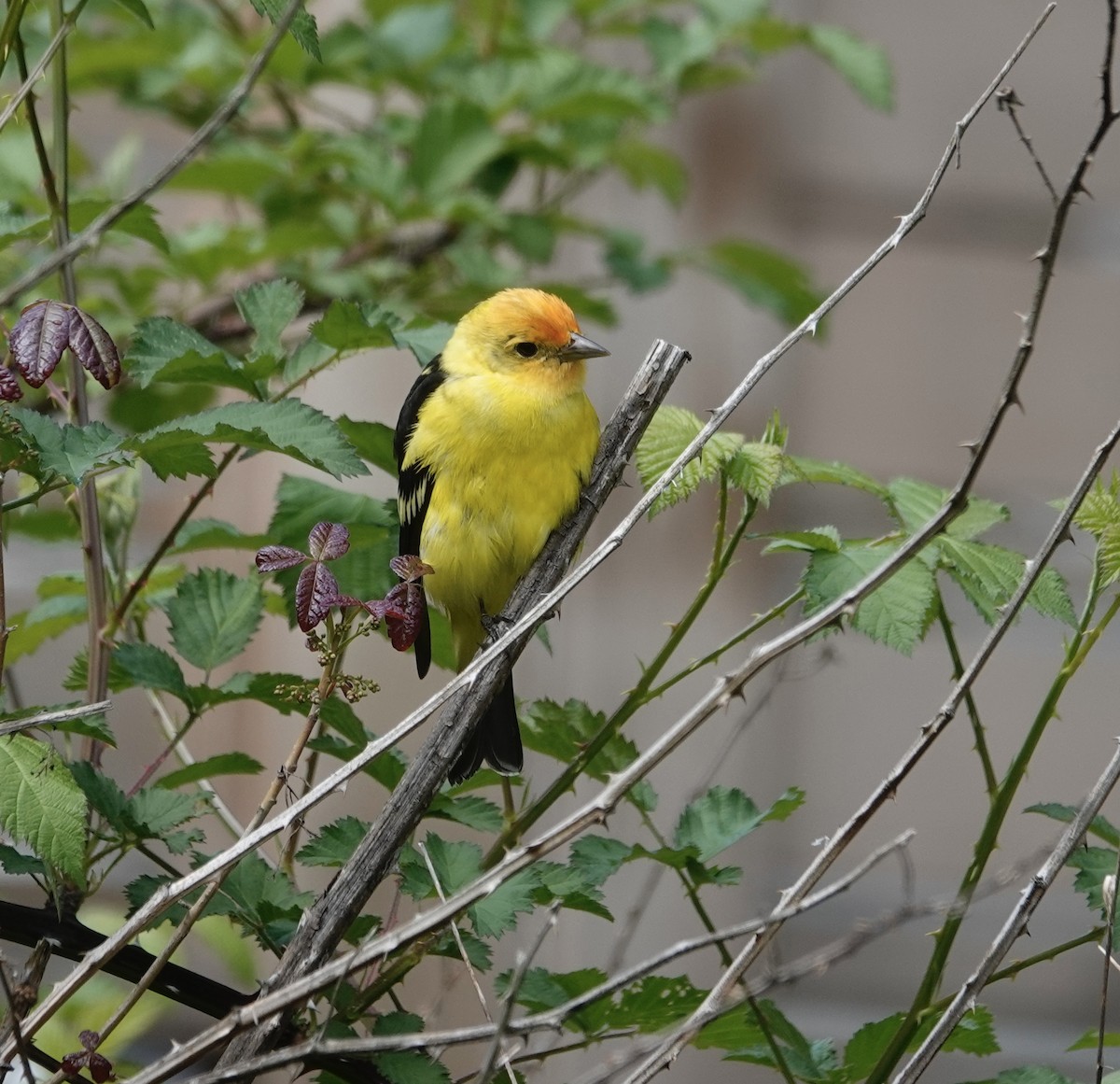 Western Tanager - ML618308506