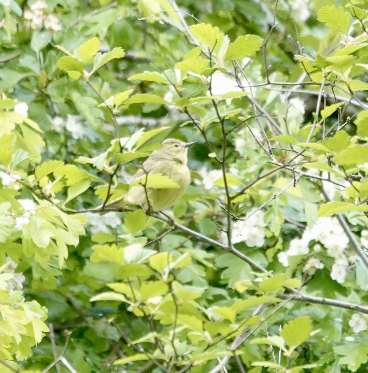Orange-crowned Warbler - Jill Punches
