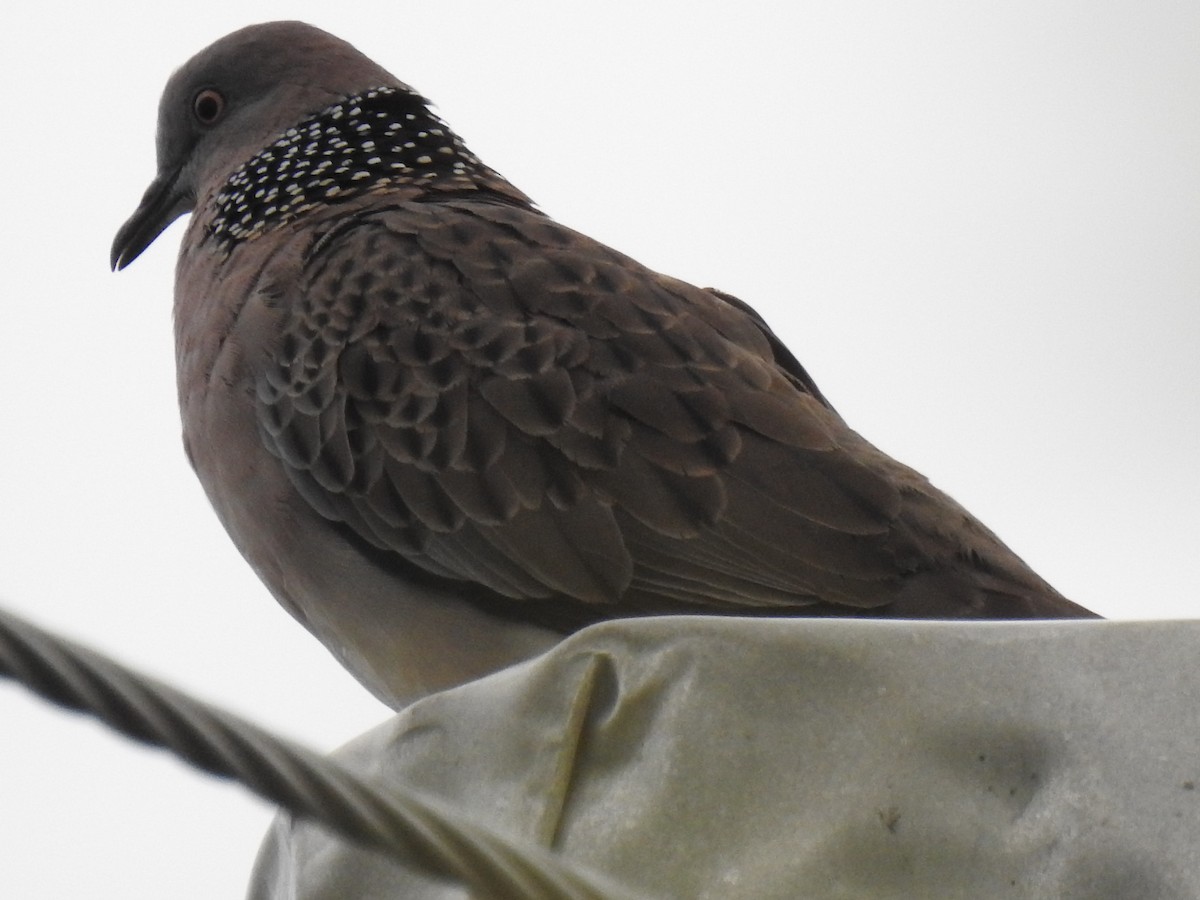 Spotted Dove - ML618308538