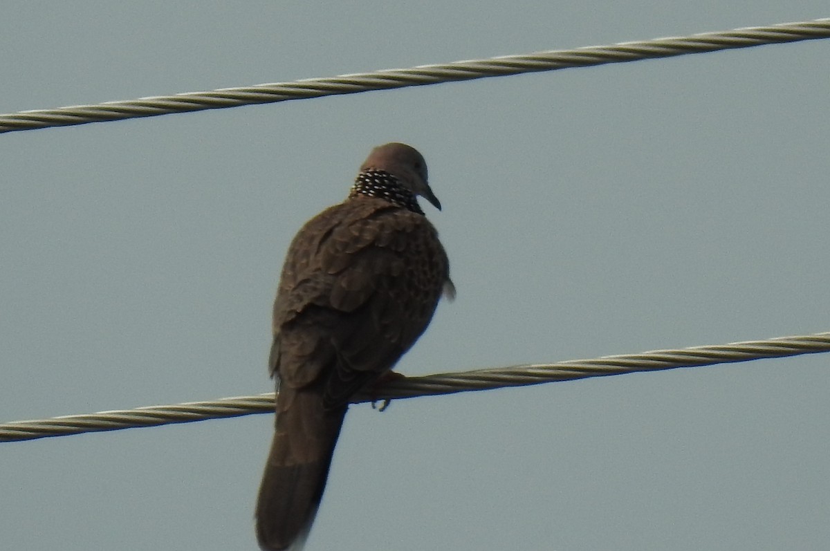 Spotted Dove - ML618308540