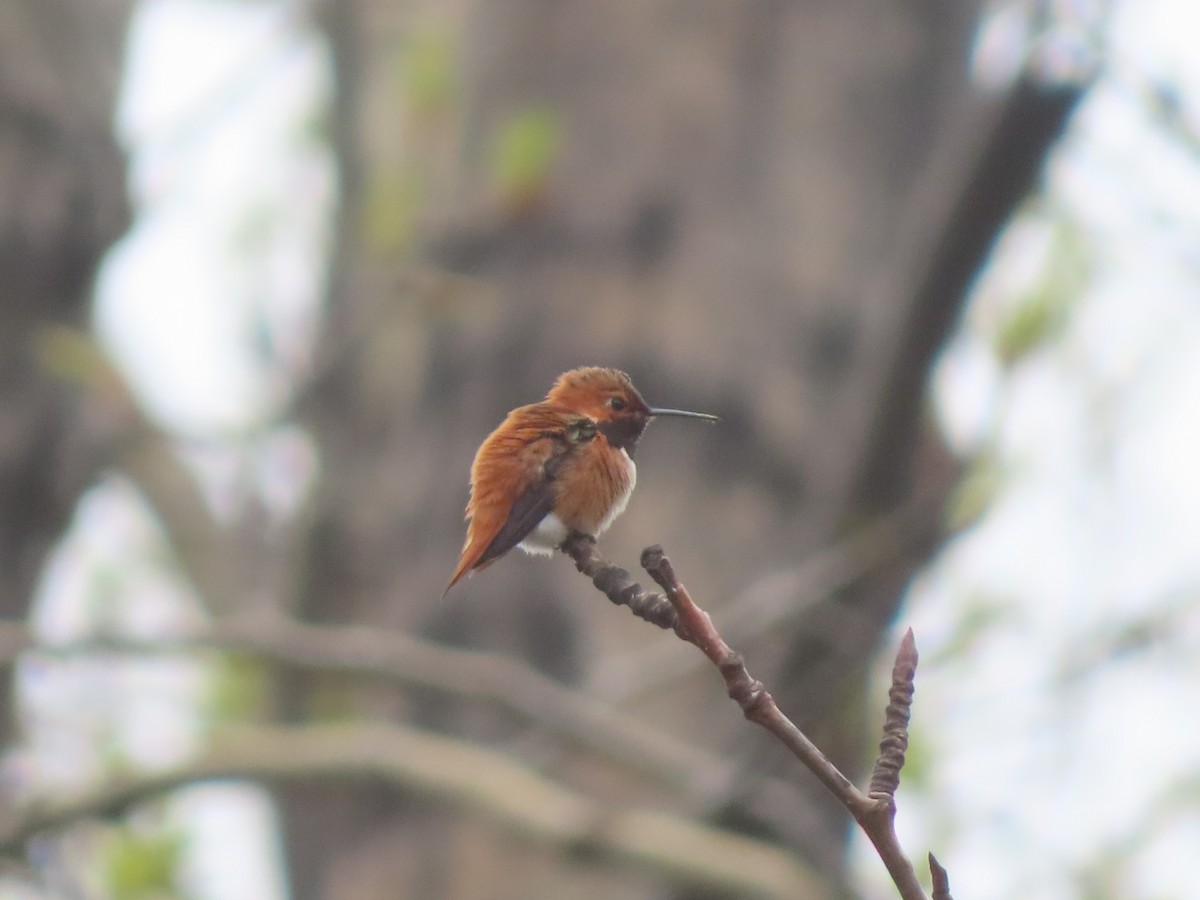 Rufous Hummingbird - ML618308547