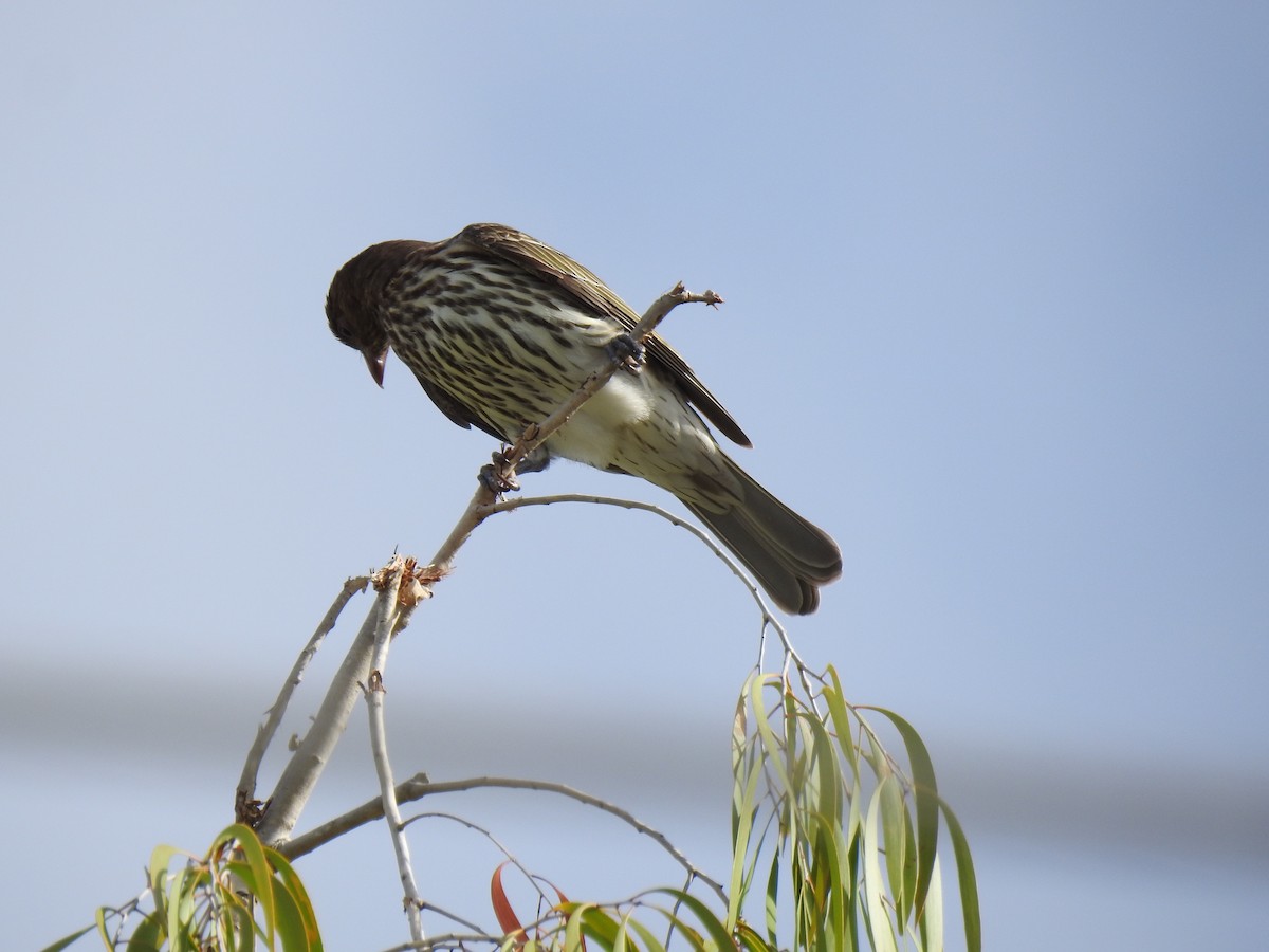 Australasian Figbird - ML618308560