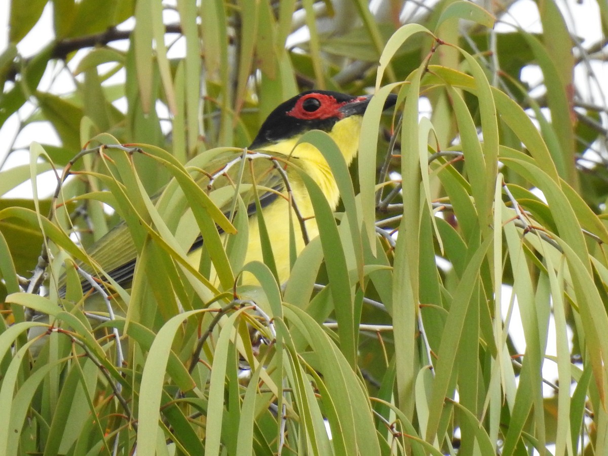 Australasian Figbird - ML618308564