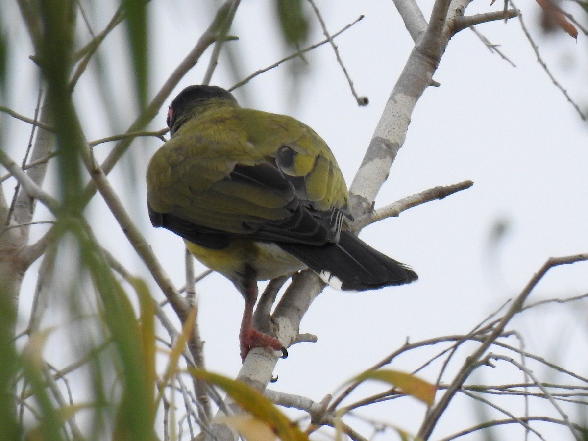 Australasian Figbird - ML618308570