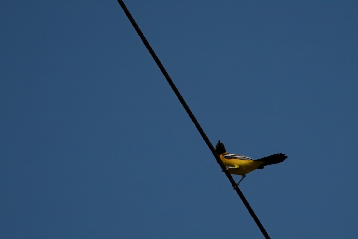 Hooded Oriole (nelsoni Group) - ML618308571