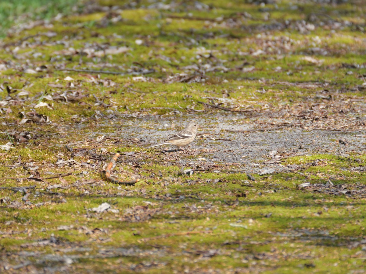 Long-tailed Rosefinch - ML618308580