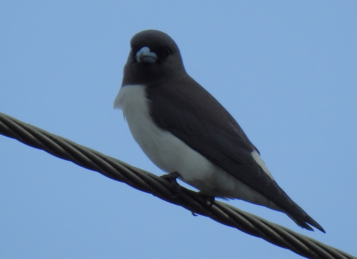 White-breasted Woodswallow - ML618308585