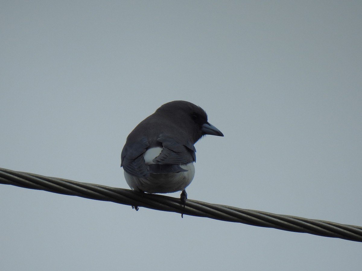White-breasted Woodswallow - ML618308586