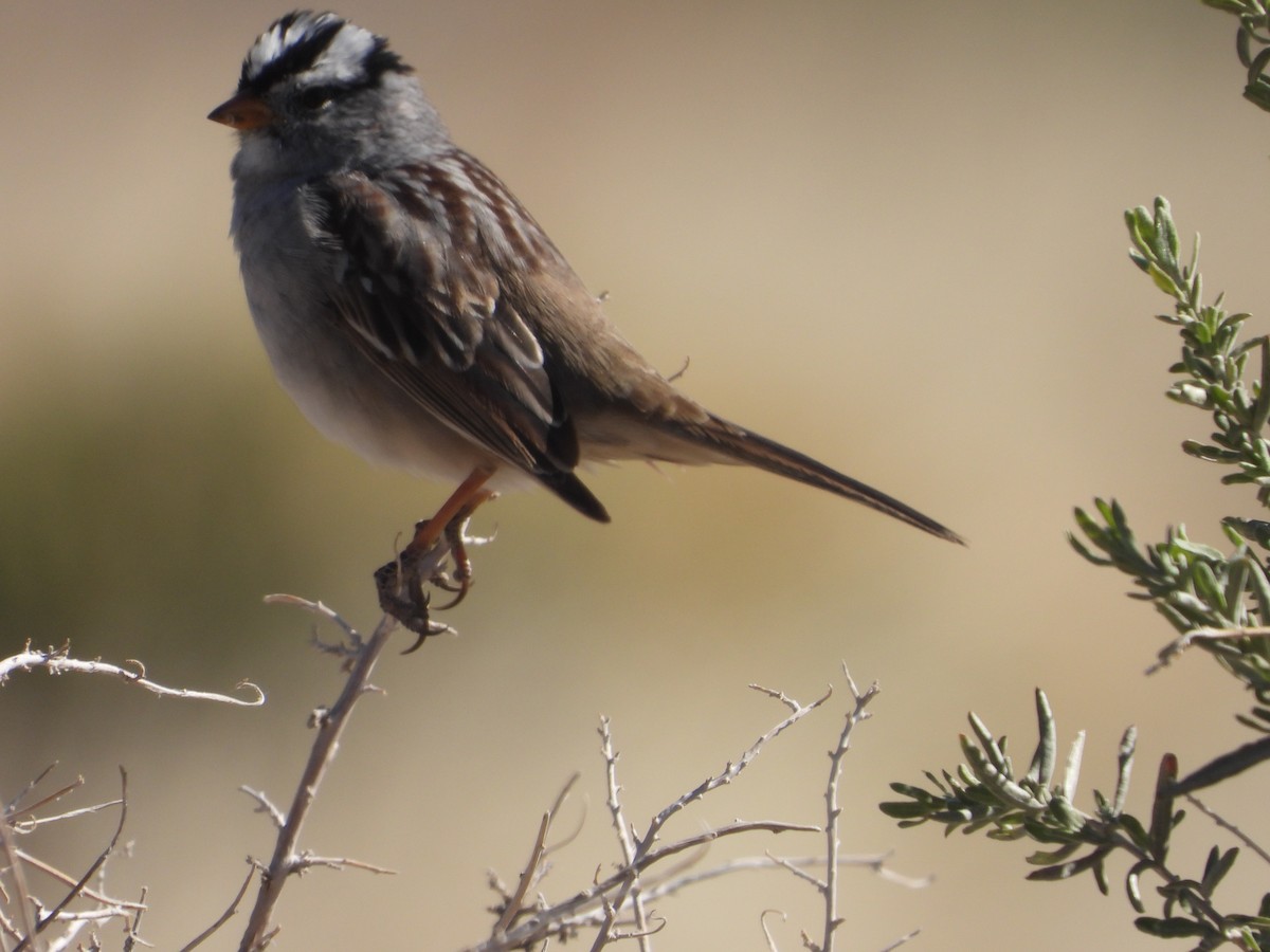 White-crowned Sparrow - ML618308612