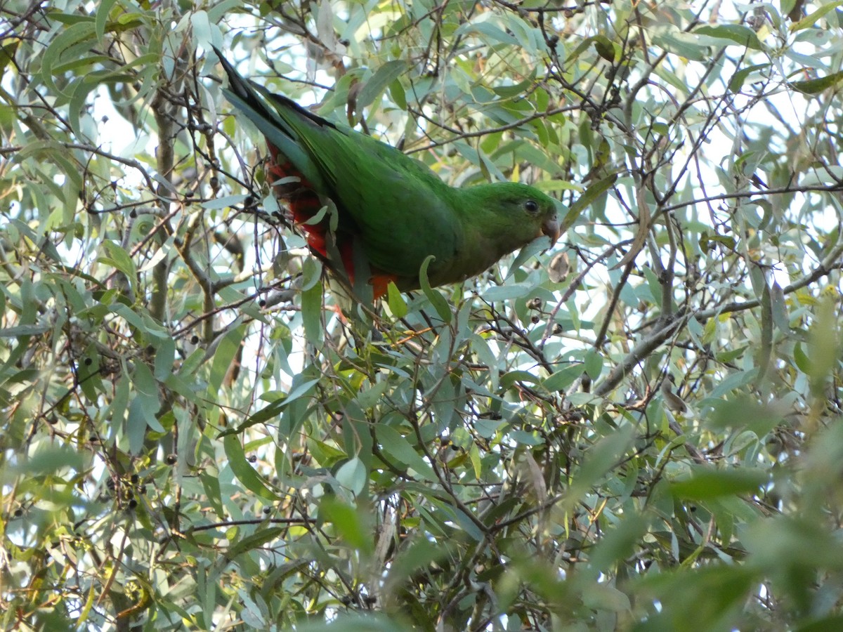 Australian King-Parrot - ML618308631