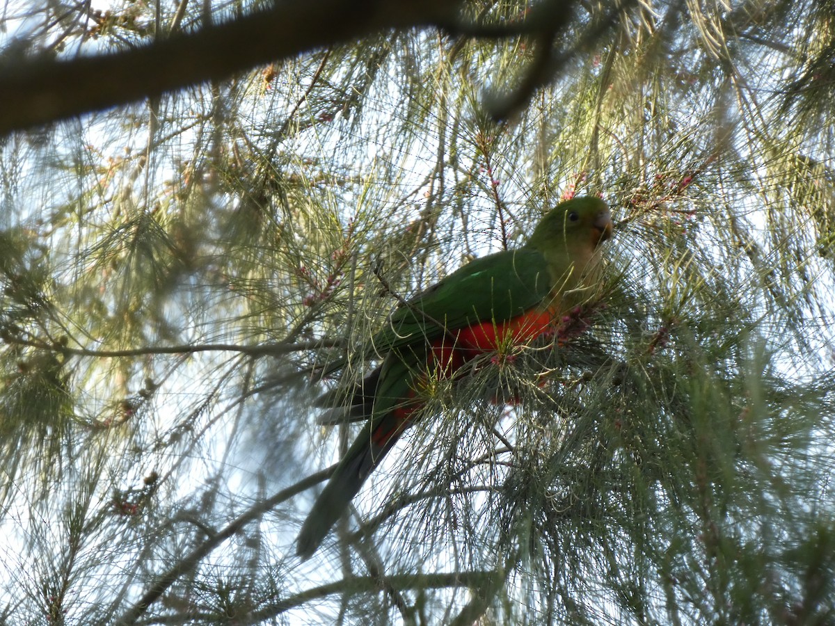Australian King-Parrot - ML618308632