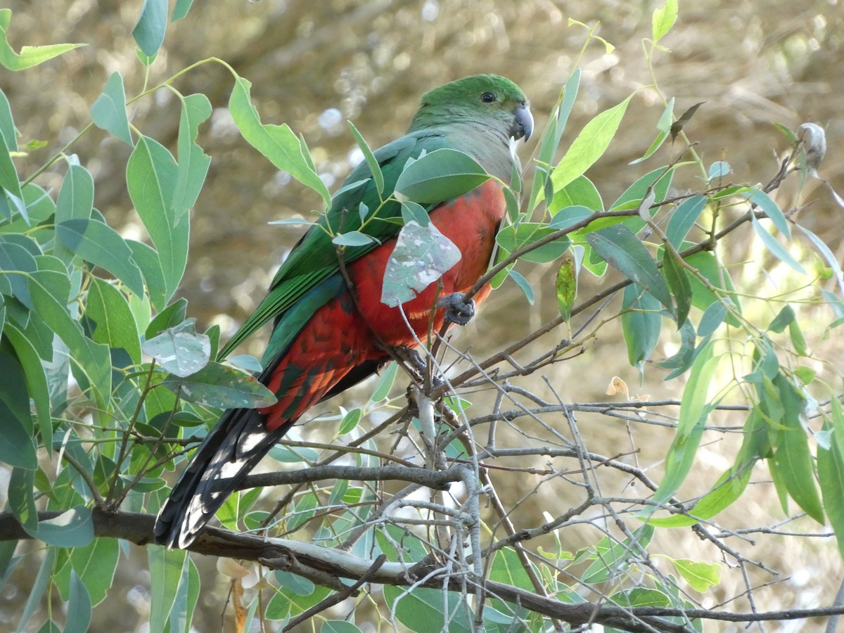 Australian King-Parrot - ML618308634