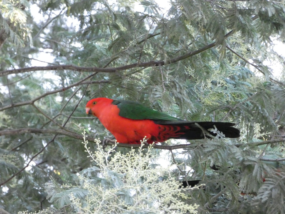 Australian King-Parrot - ML618308635