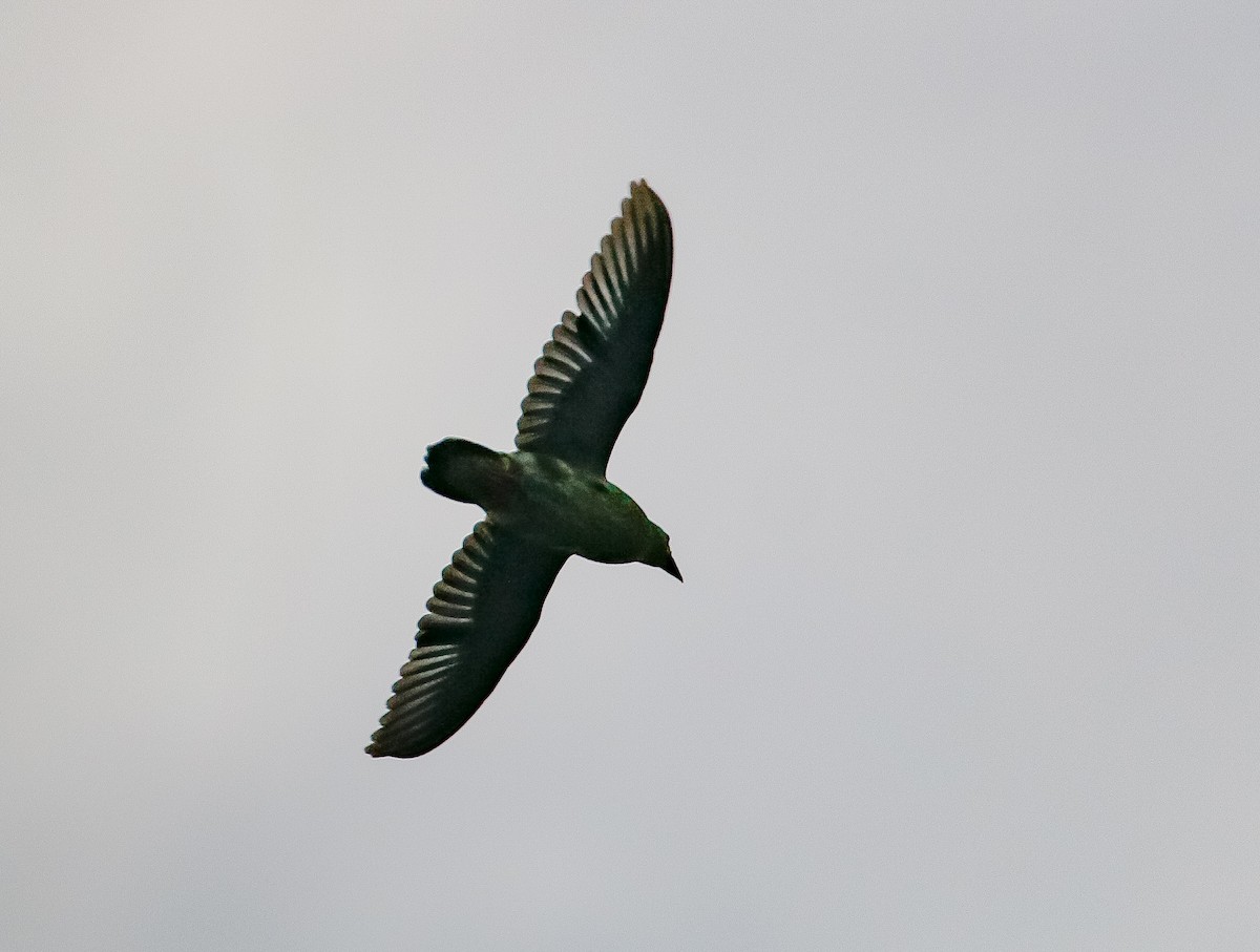Thick-billed Green-Pigeon - ML618308649