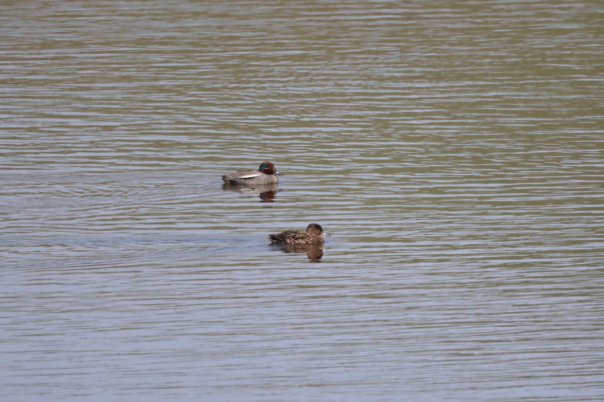 Green-winged Teal - ML618308714
