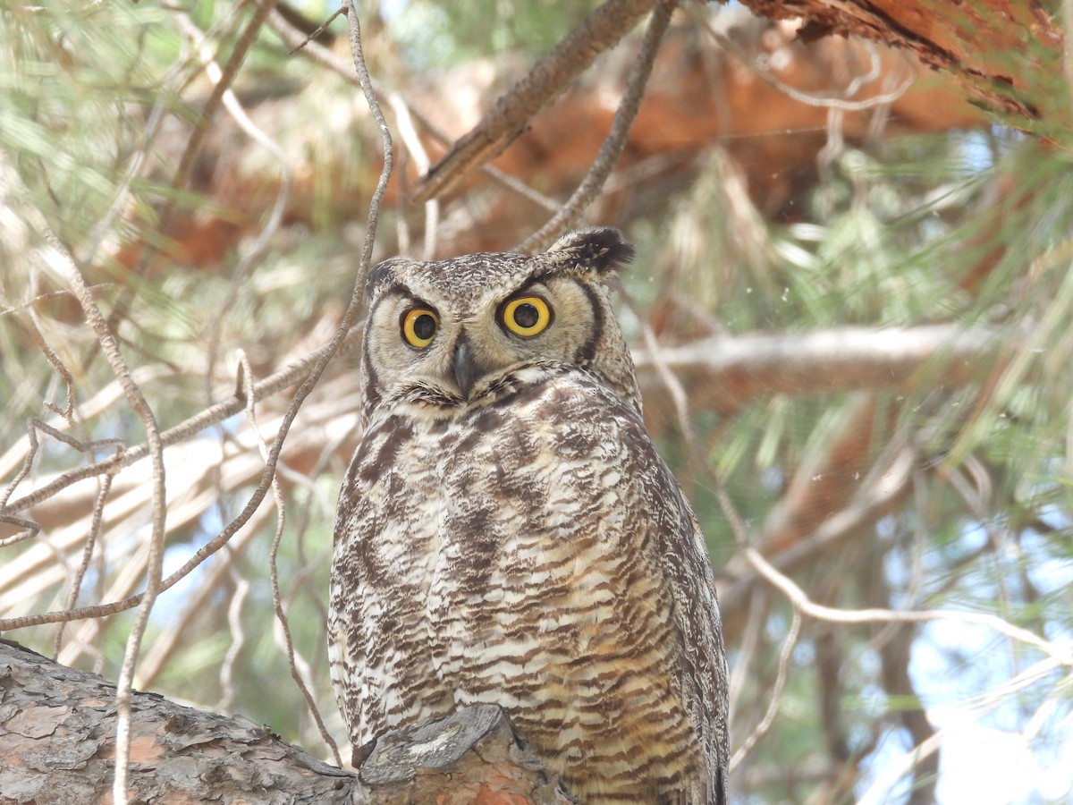 Great Horned Owl - ML618308720