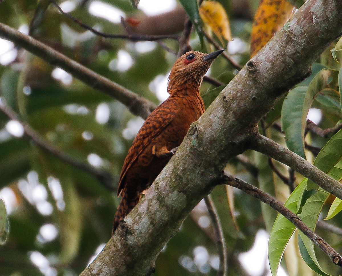 Rufous Woodpecker - ML618308730