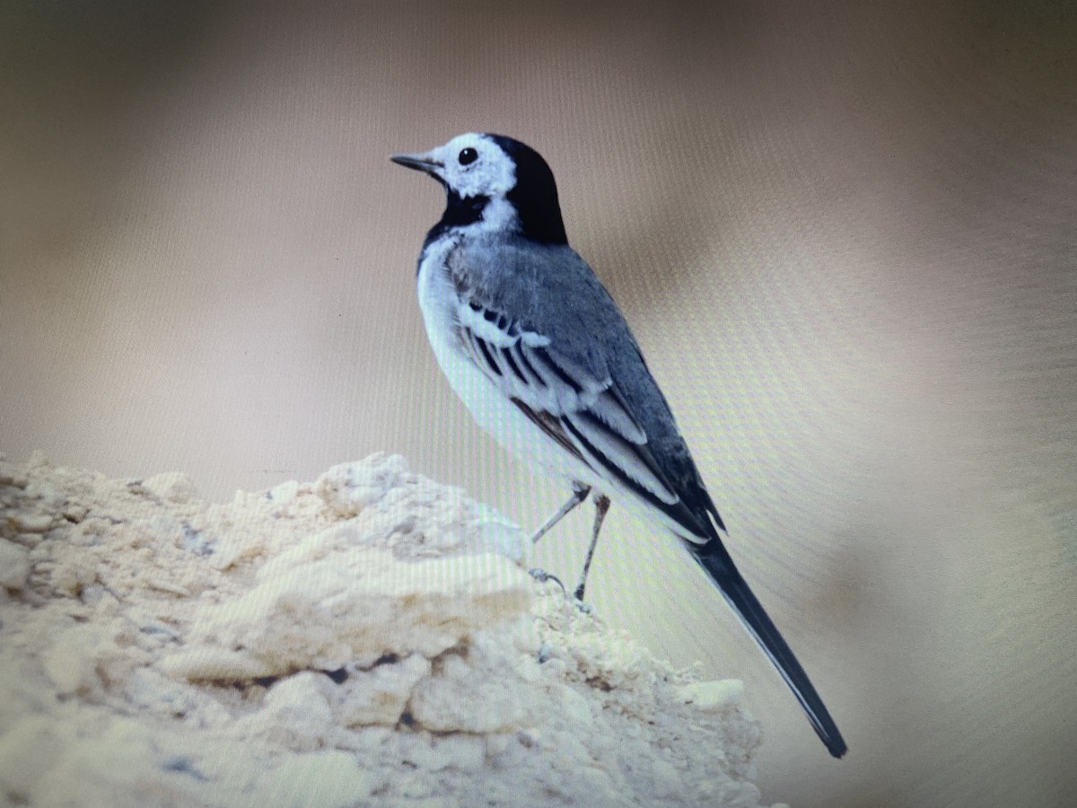 White Wagtail (White-faced) - ML618308736