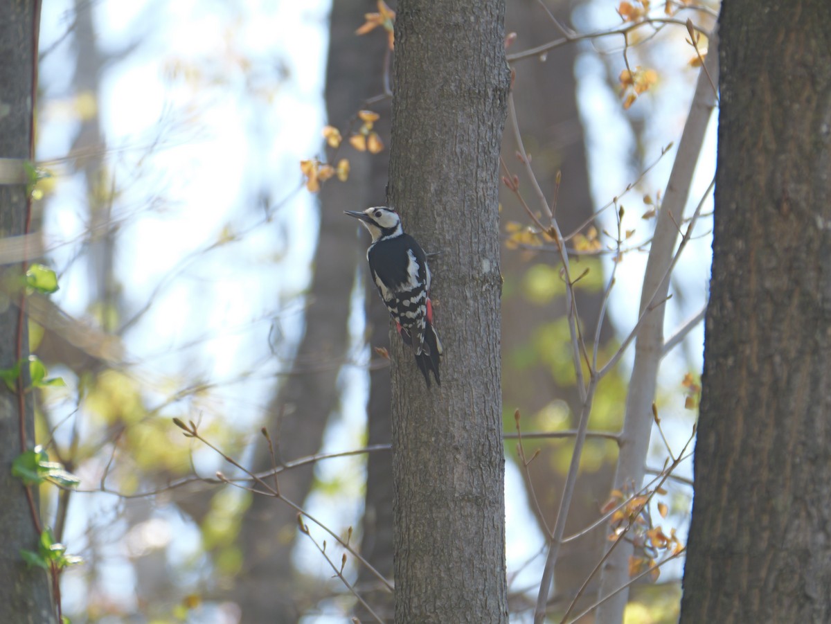 Great Spotted Woodpecker - ML618308740