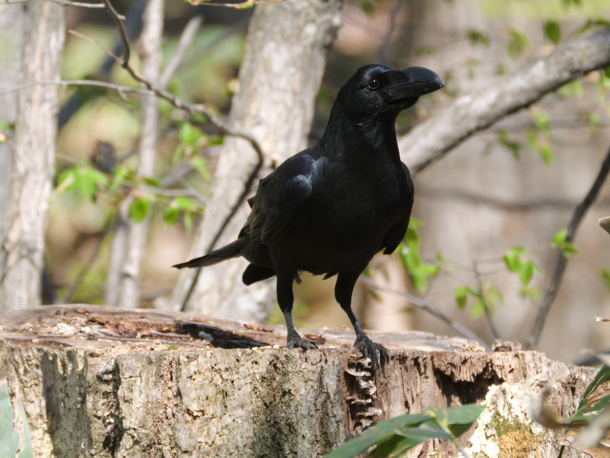 Large-billed Crow - ML618308743