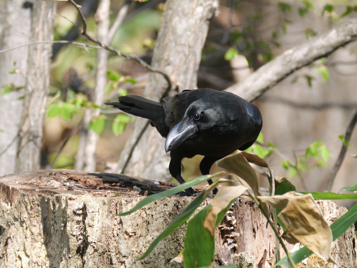 Large-billed Crow - ML618308744