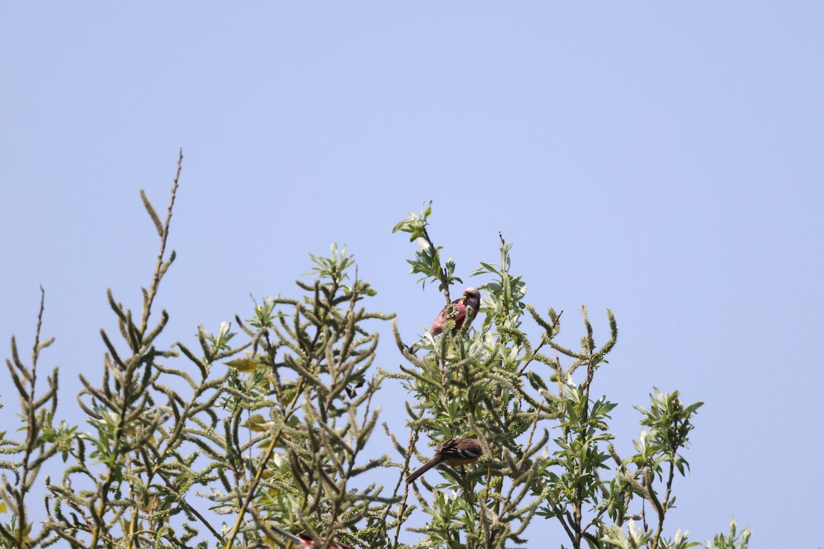 Long-tailed Rosefinch - ML618308778