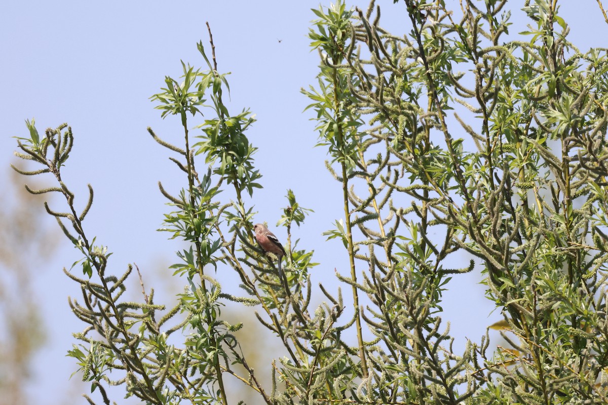 Long-tailed Rosefinch - ML618308779