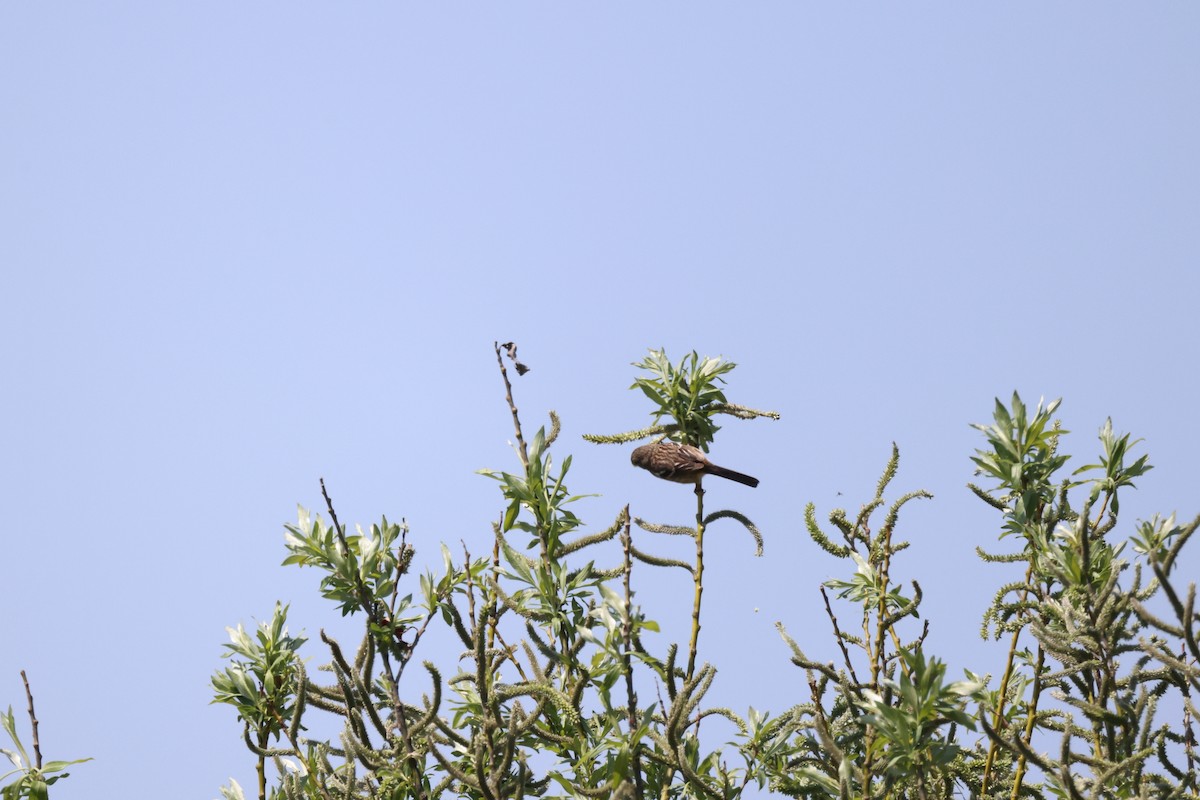 Long-tailed Rosefinch - ML618308780