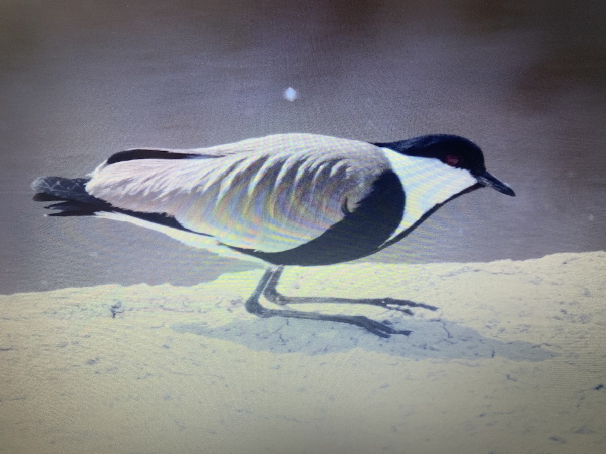Spur-winged Lapwing - ML618308787