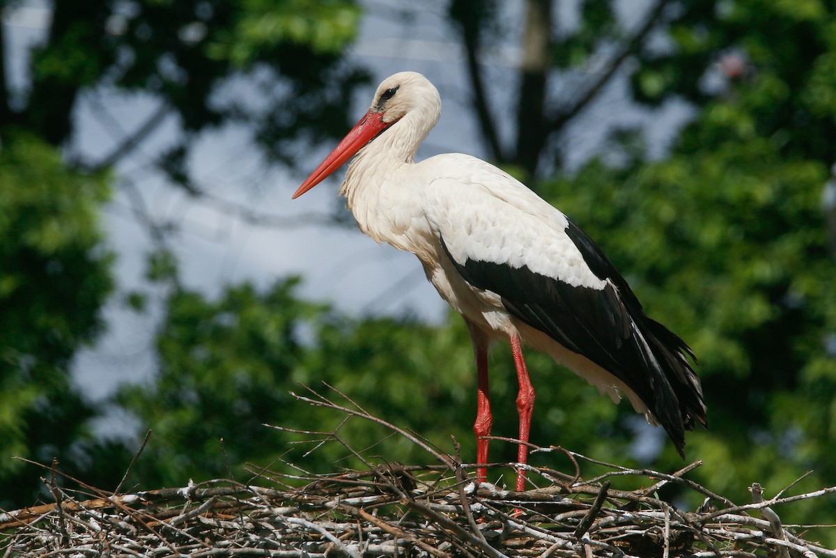 White Stork - ML618308788