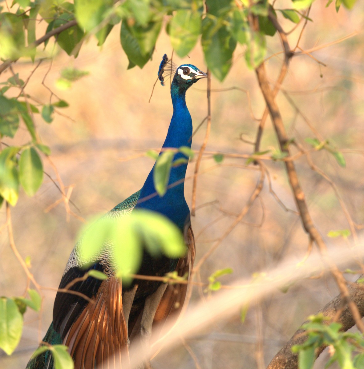 Indian Peafowl - AJAY ARNOLD