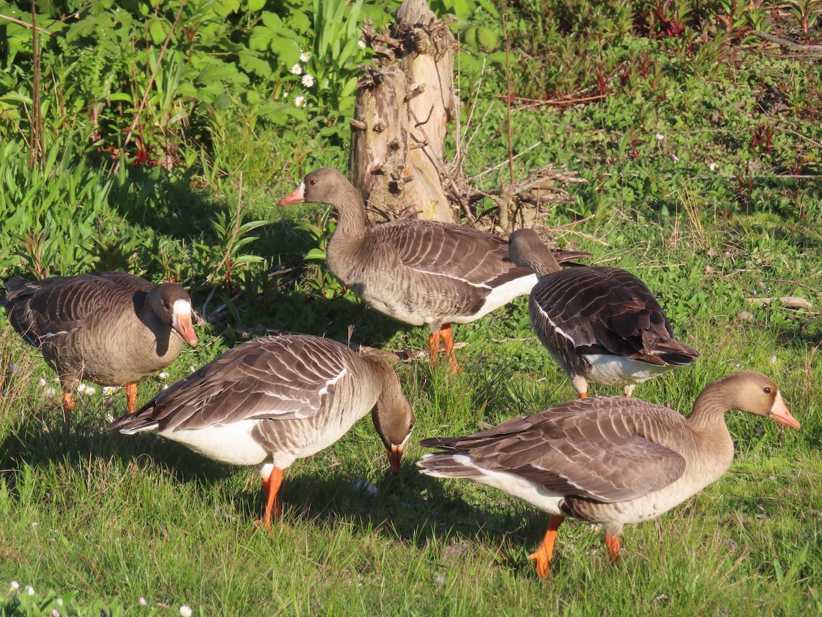 Greater White-fronted Goose - ML618308805