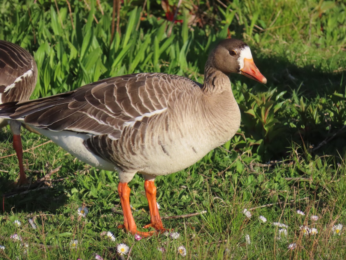 Greater White-fronted Goose - ML618308808