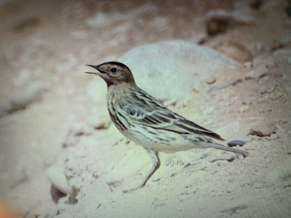 Red-throated Pipit - ML618308811