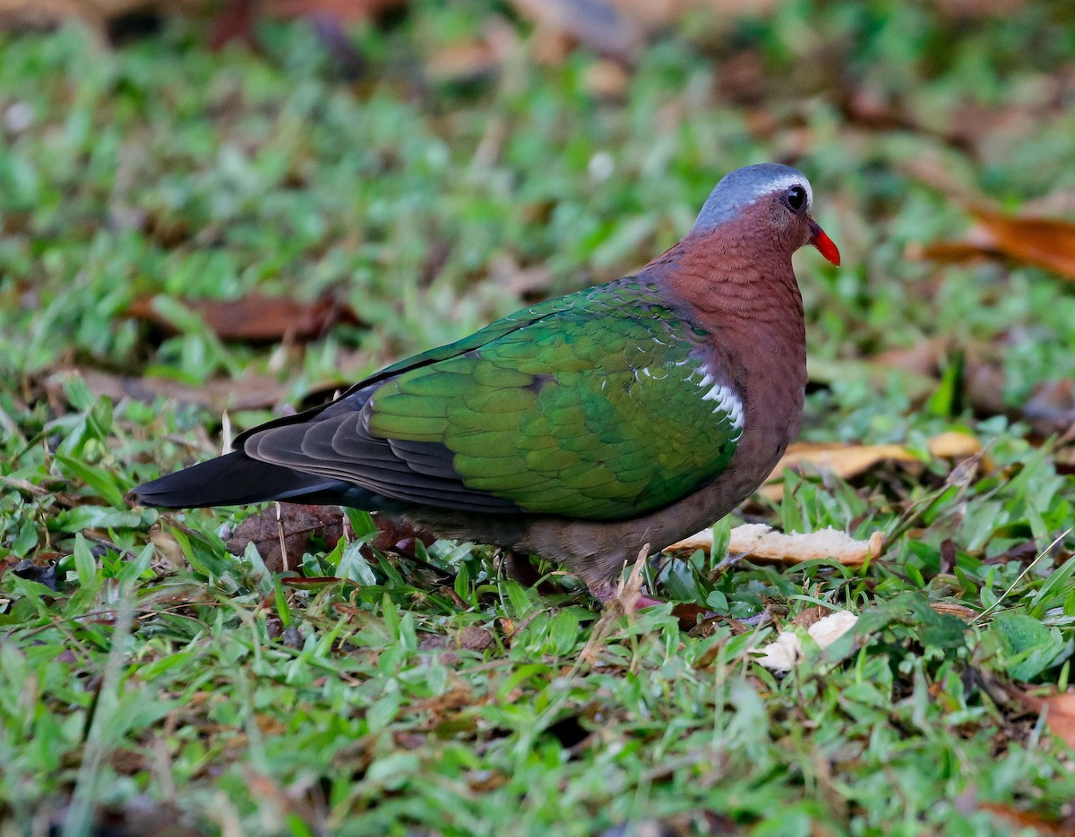 Asian Emerald Dove - ML618308826