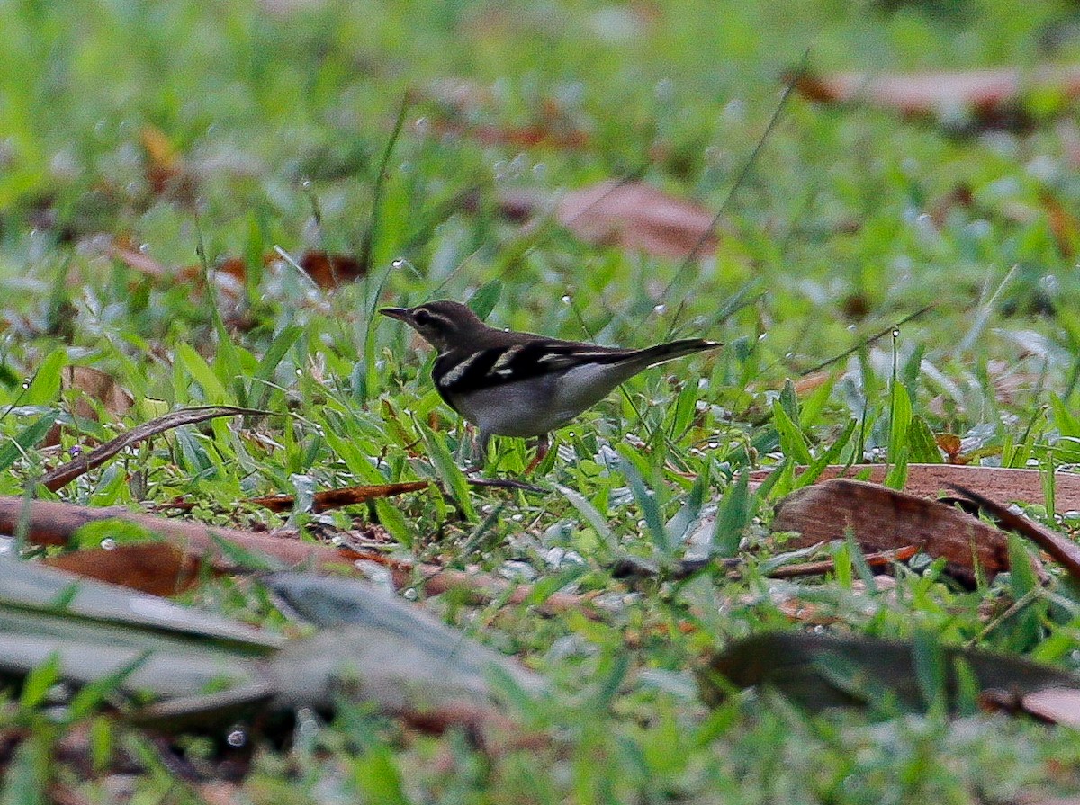 Forest Wagtail - ML618308827