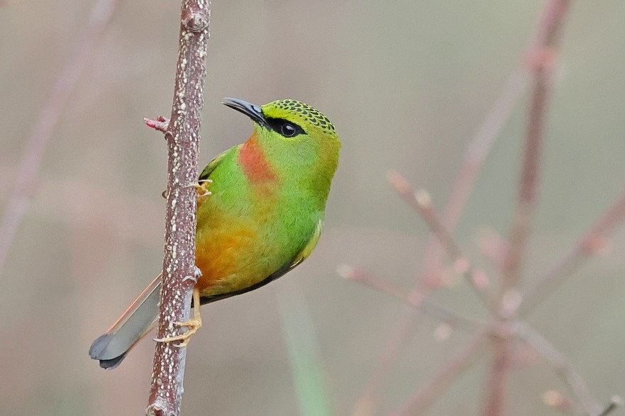 Fire-tailed Myzornis - ML618308836