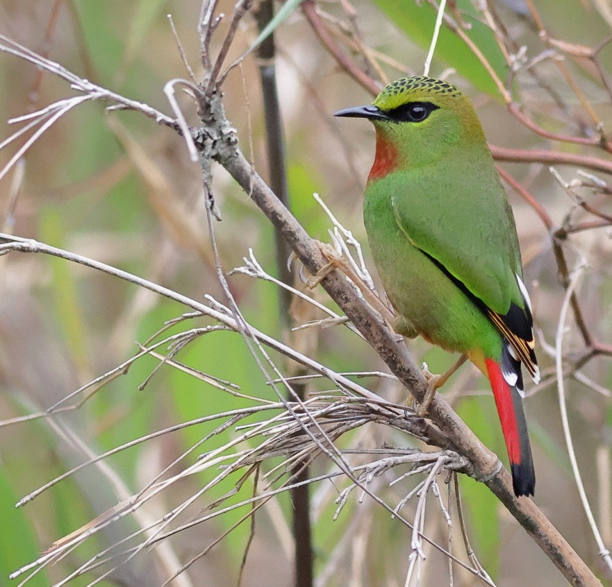 Fire-tailed Myzornis - ML618308838