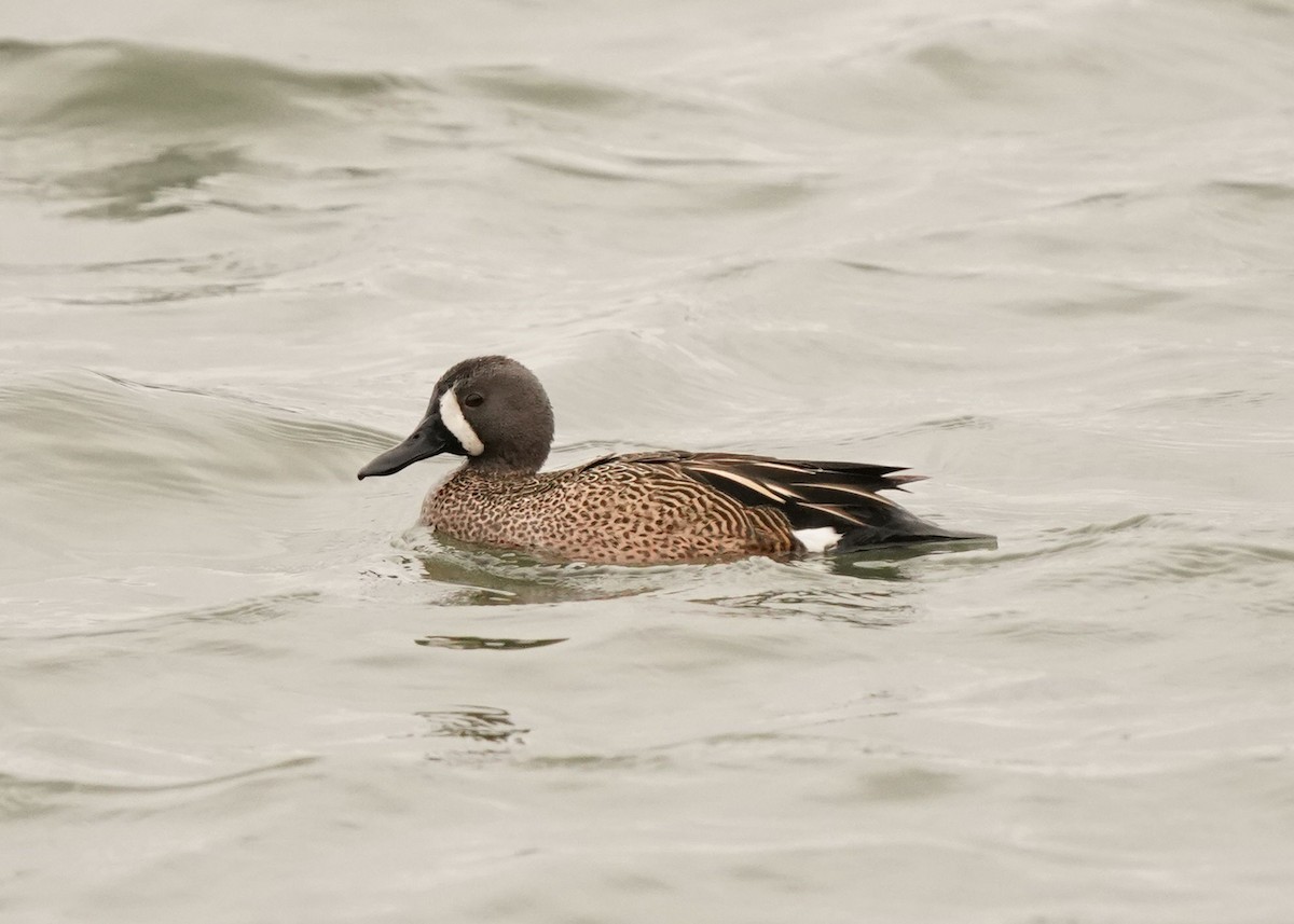 Blue-winged Teal - ML618308859