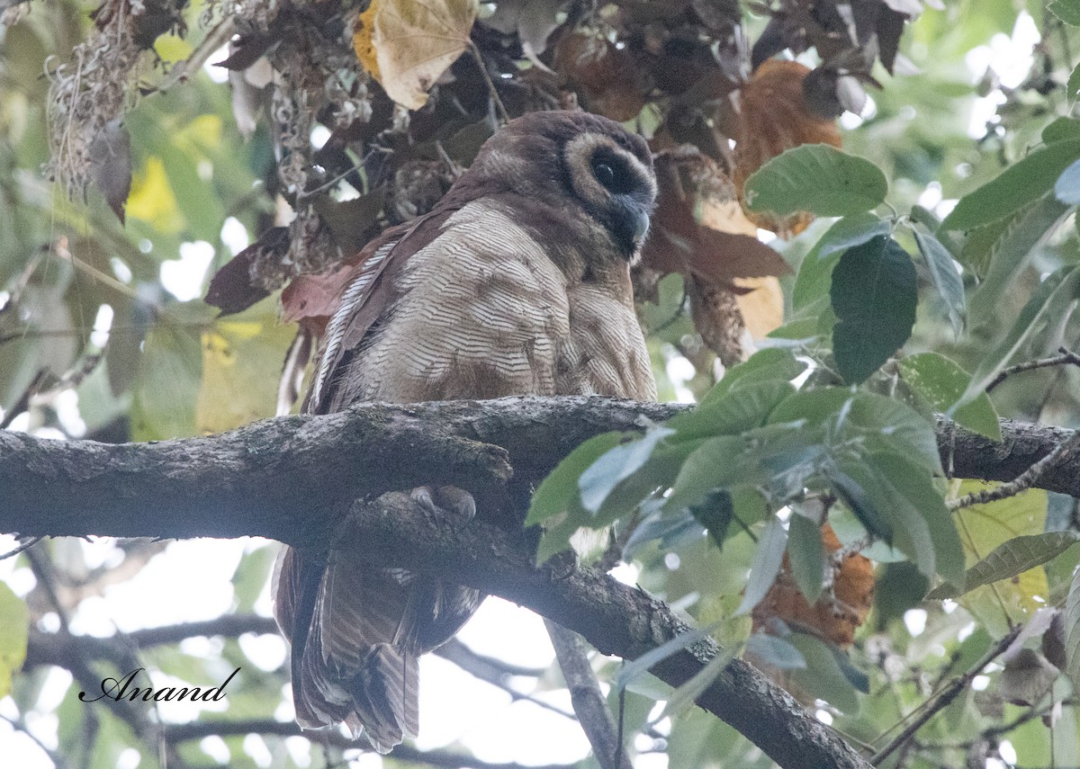 Brown Wood-Owl - ML618308860