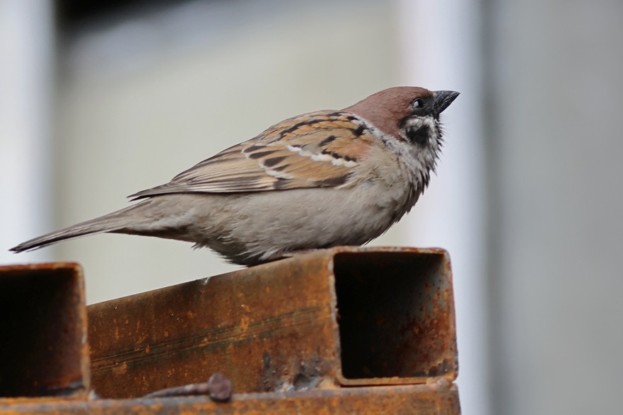 Eurasian Tree Sparrow - ML618308876
