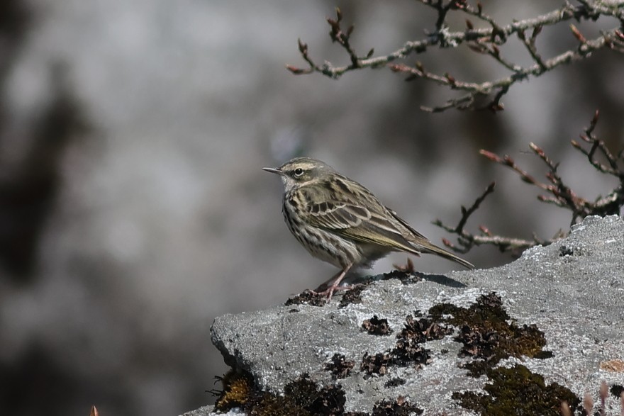 Rosy Pipit - ML618308879