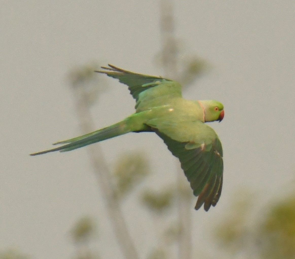 Rose-ringed Parakeet - Mohanan Choron