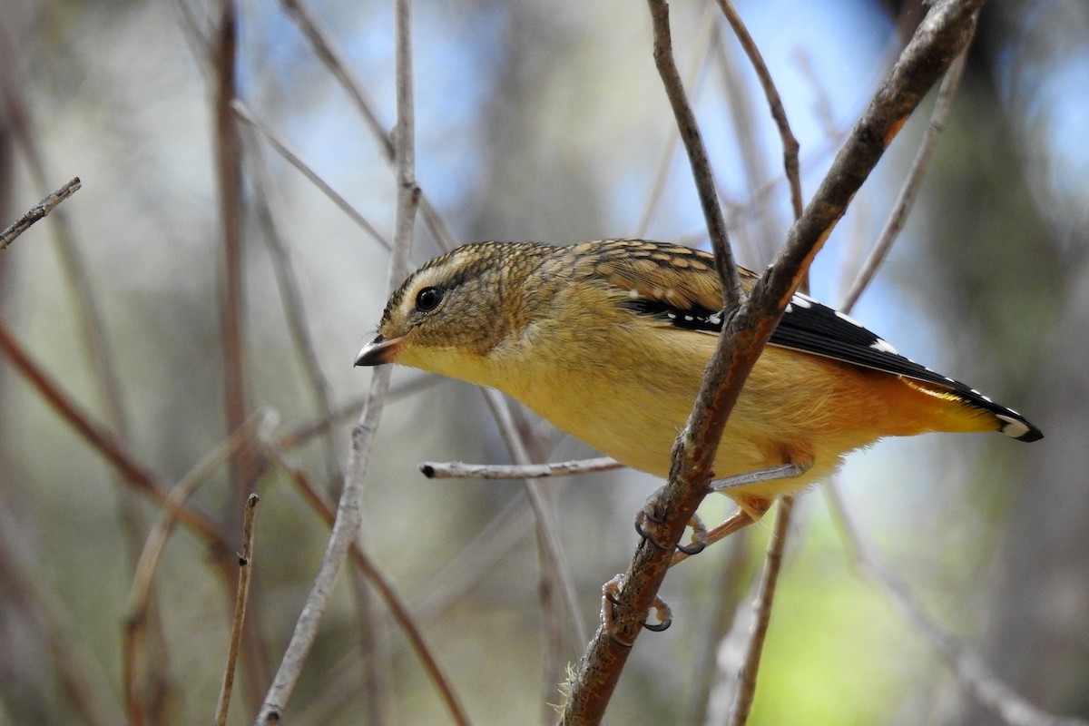 Spotted Pardalote - ML618308893