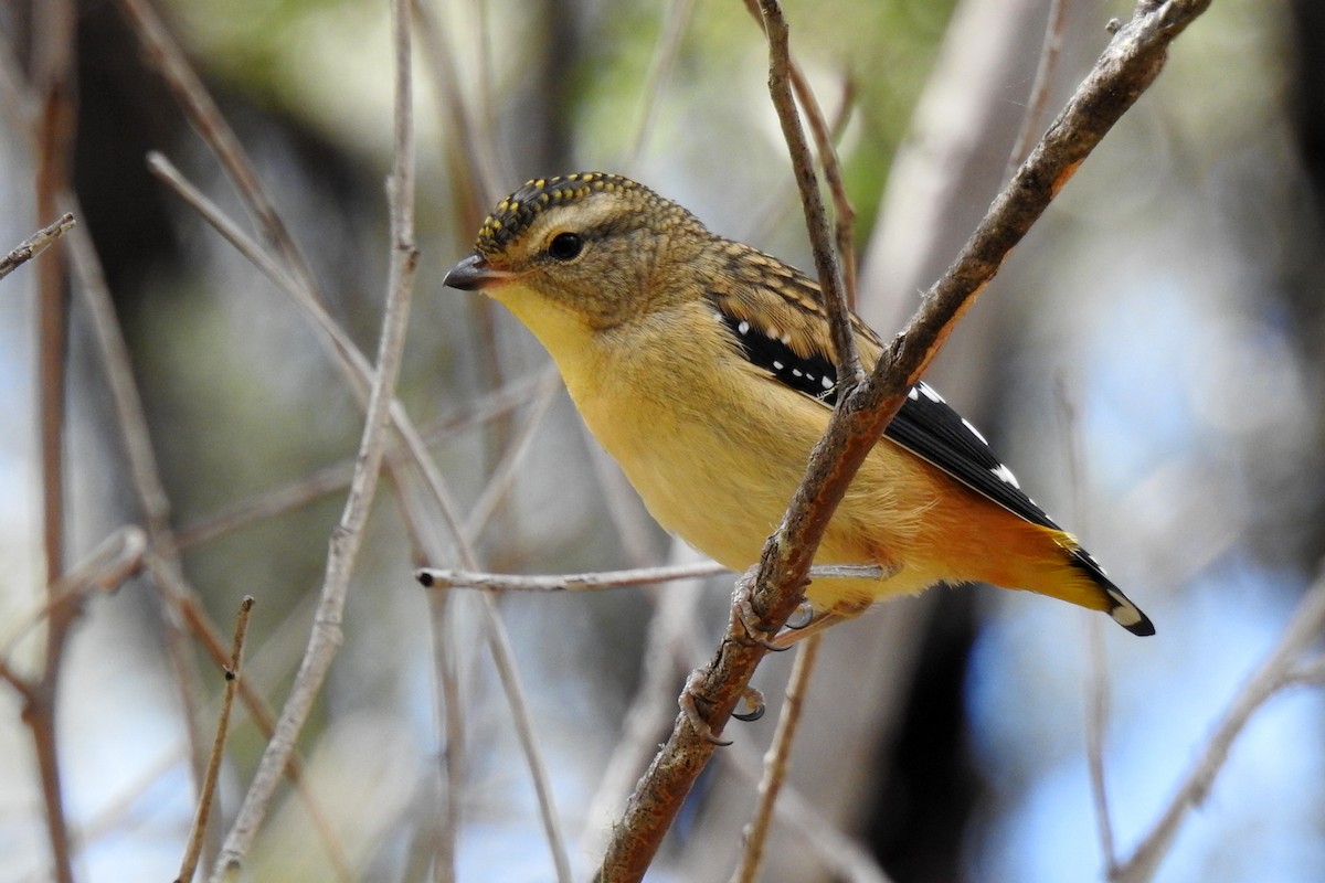 Spotted Pardalote - ML618308899